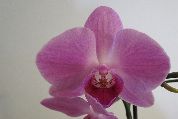 Moth Orchid bloom