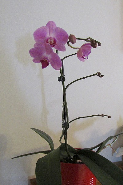 Math Orchid plant