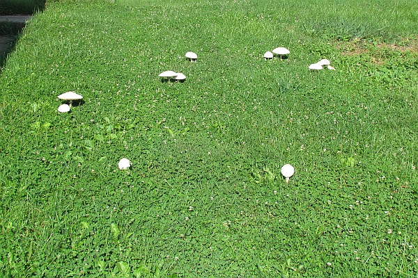 "fairy ring" of mushroons in our lawn