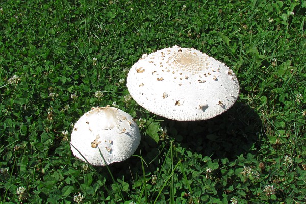 two mature mushrooms