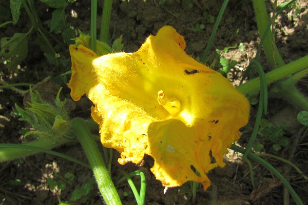 blossom of the butternut squash plant