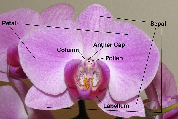 one orchid bloom with its parts labeled
