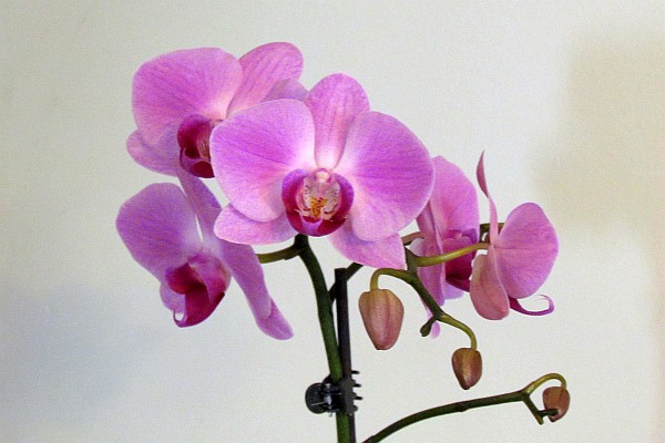 a Moth Orchid with five blooms