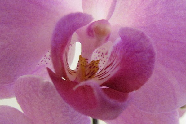 close up of the center of one bloom