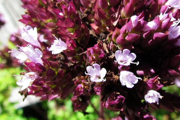 Basil flowers