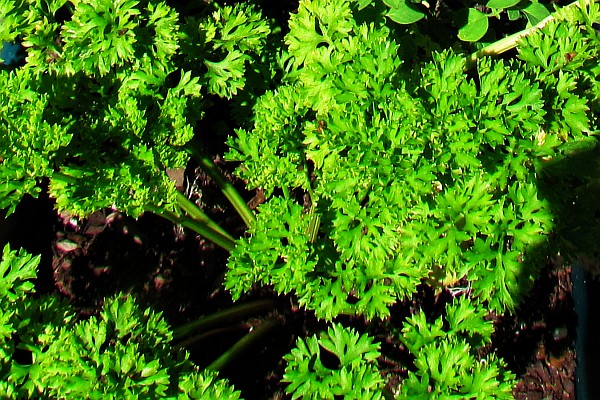 close-up of Parsley