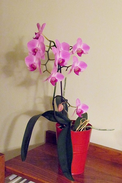 Moth Orchid now has 10 blossoms