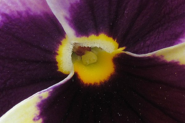 Pansy bloom close-up
