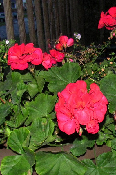 Red Geranium flowers (II)