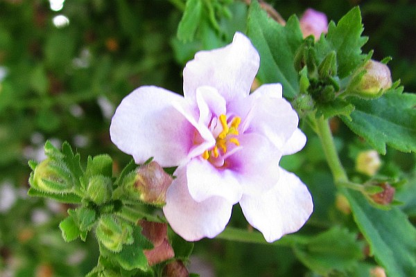 close-up of a Bacopa blossom