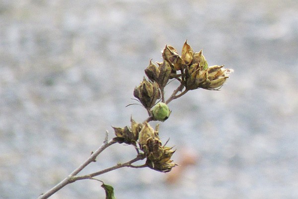 Hibiscus flower seed pods