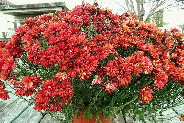 Chrysanthemum  or "Mum"