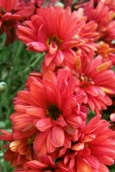 close-up of Chrysanthemum flowers