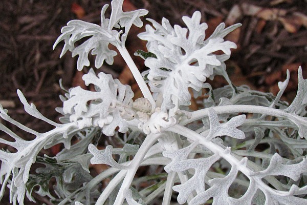 close-up of the top of a Dusty Miller plant