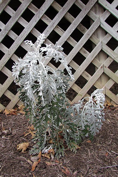 the whole plant of a variet of Dusty Miller