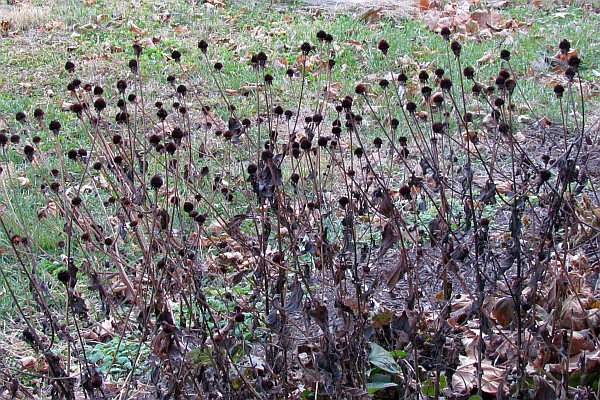 dead dry heads of Black-eyed Susan flowers