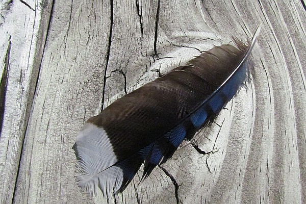 Blue Jay Feather on Deck