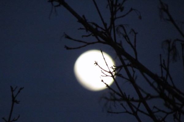 Moon through a Tree