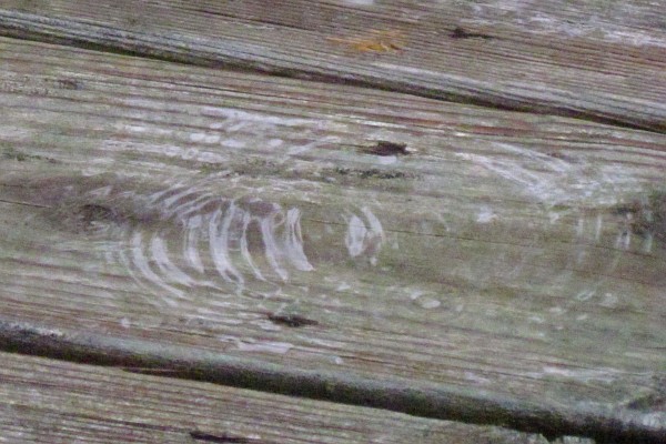 Rain drops make ripples on deck