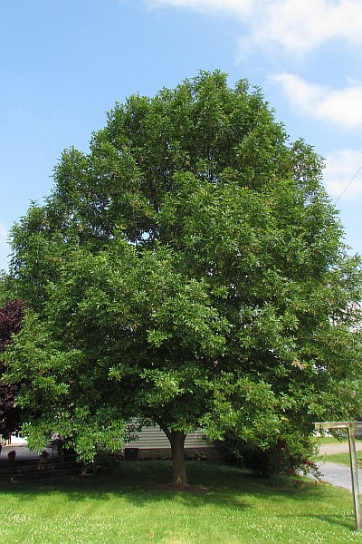 20-year-old Ash tree