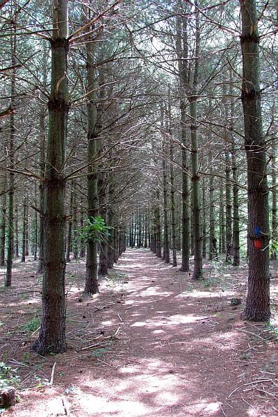 corridor of white pine trees
