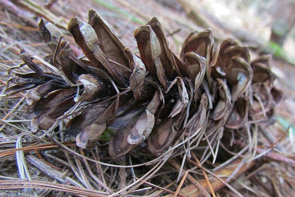 close up of white pine cone