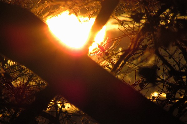 sunrise through a tree (I)