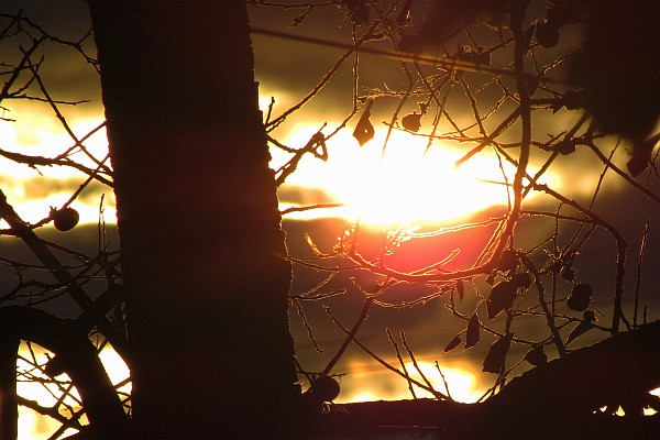 sunrise through a tree (II)