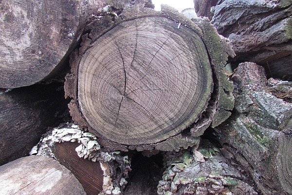 designs in growth rings of cut logs