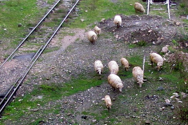 sheep grazing the railroad tracks