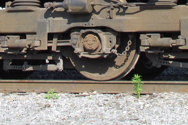 a green plant grows next to the track and train wheel