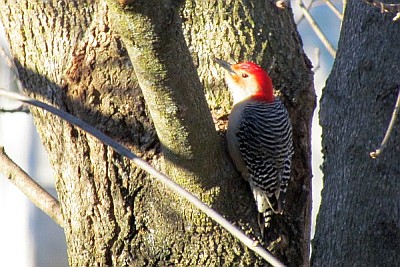 red-bellied woodpecker