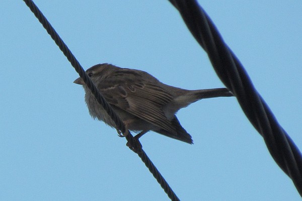 a female House Sparrow