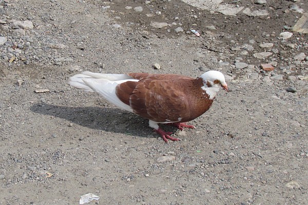 a brown and white pigeon