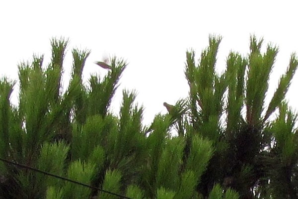 a few of the birds in the tree