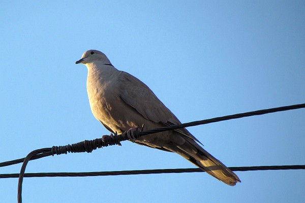 another pigeon on an electric wire