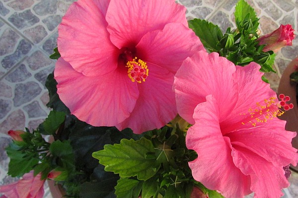 Hibiscus in a pot at the Ambassador Hotel