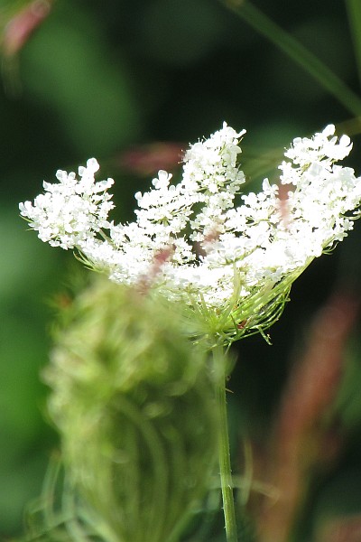 Queen Anne's Lace flower along the drainage canal