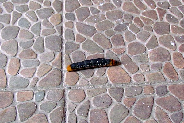 a large "catterpillar"