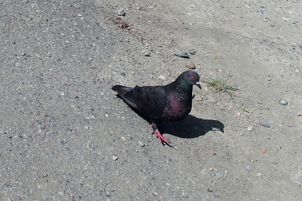 a black pigeon near the futboll stadium