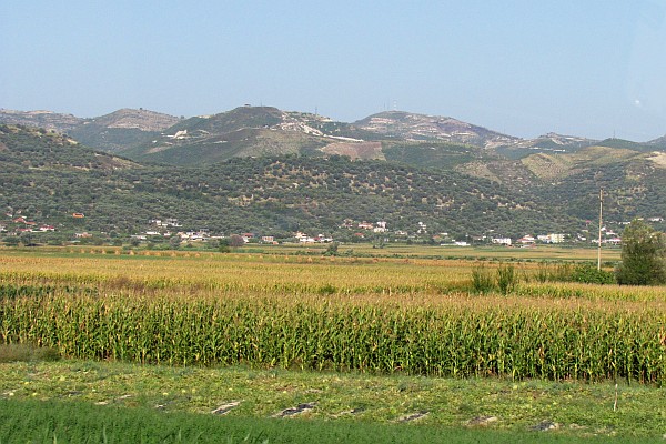 a corn field aganst a backdrop of mountains
