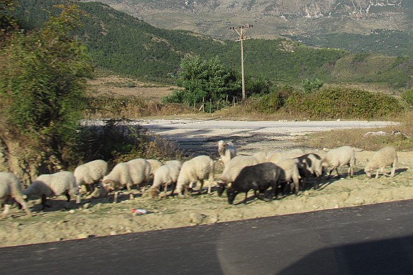 sheep along the road
