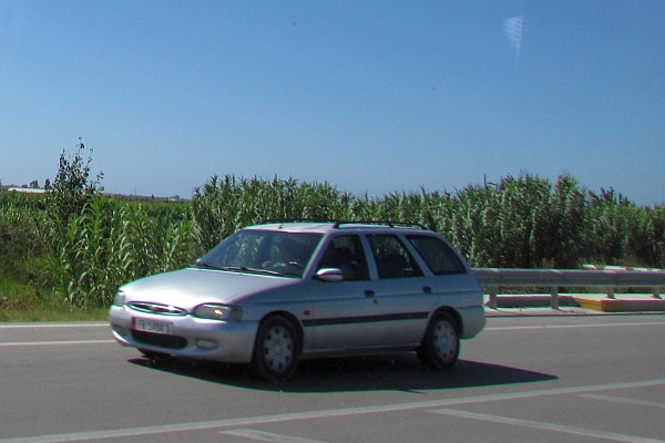 bamboo growing in the drainage areas along side of  roads