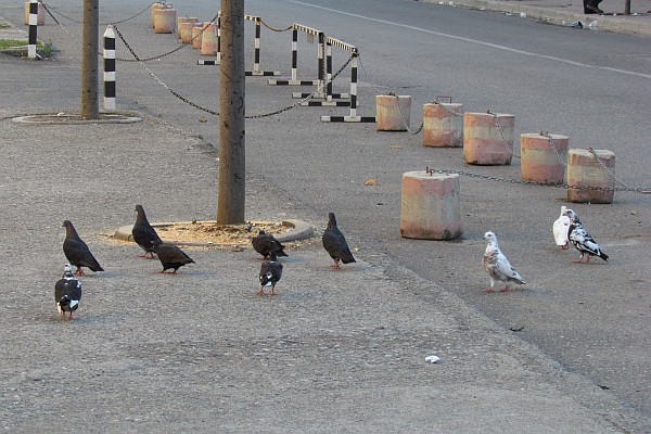 pigeons at the stadium