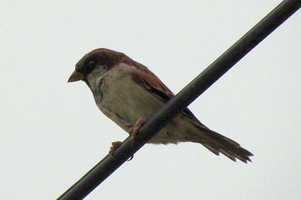 male house sparrow on an overhead wire