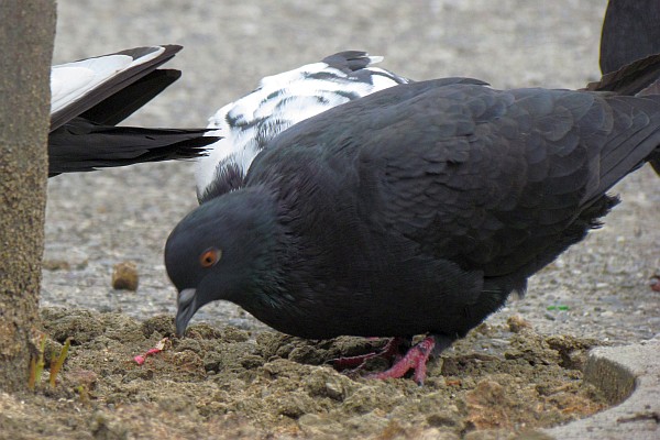 a pigeon finding seeds to eat