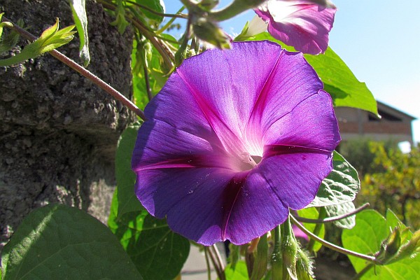 backlit morning glory blossom