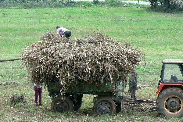 stacking corn stalks on a wagon