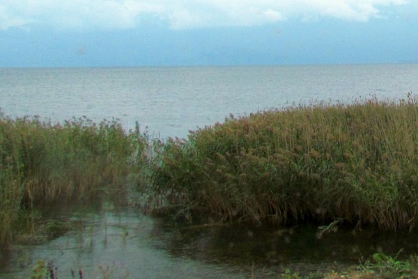 bamboo growing at the edge of Lake Ohrid