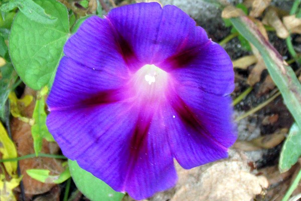 a blue morning glory